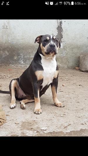 Pitbull Fusion Bully Hembra