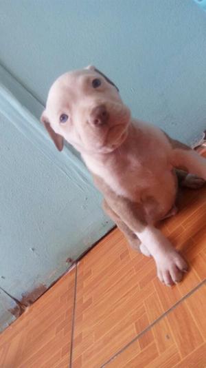 Pitbull Silver Fawn