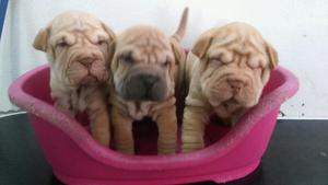 Preciosos Sharpei Full Arrugasfoto Real