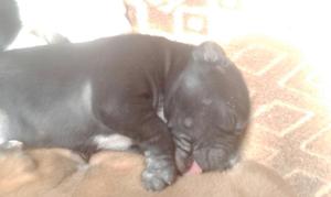 Se Venden Pitbul