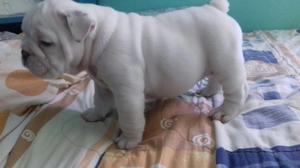 Vendo Cachorros Bulldog Ingles