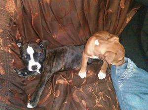 Vendo Pareja de Pitbull Tienen 2 Meses