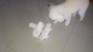 Vendo Poodles