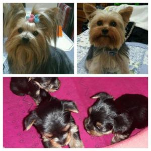 Yorkshire Terrier