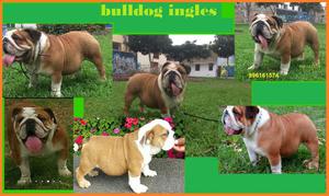 bulldog ingles
