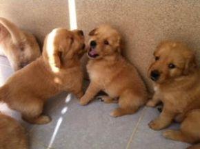 cachorros golden retriever