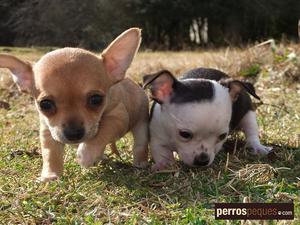 chihuahuitas toy mini blancos con negro y champang