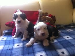 lindos cachorritos ovejero ingles a 400 soles tlf 