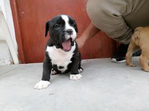 American Bully Hembra Y Macho