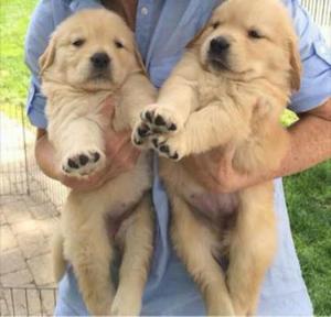 Cachorros Golden Retriever