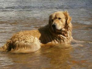 Cachorros Golden Retrivert