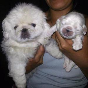 PEKINES BLANCO