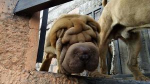 Sharpei Caramelo