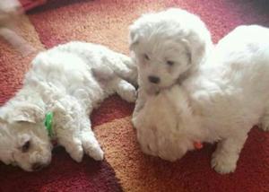 BICHON FRISE BELLOS