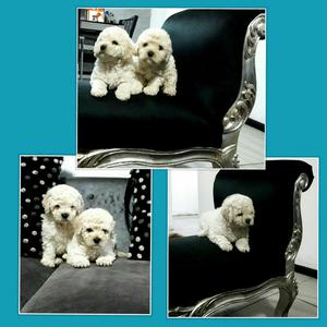 Bichon Frise Garantia Veterinariaa