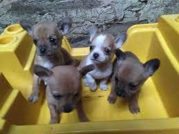 CHIHUAHUA TOY SUPER BELLOS