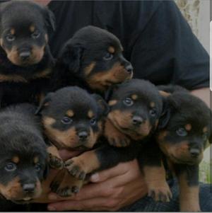 Cachorra Rottweiler