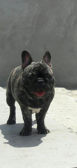 Cachorro Bulldog Frances Pedigree Plata