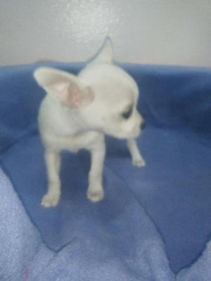 Cachorro Chihuahua Toy Hembra