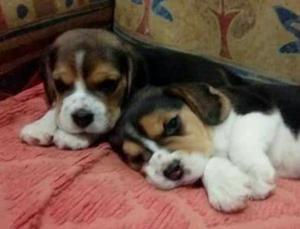 Cachorros Beagles Tricolores