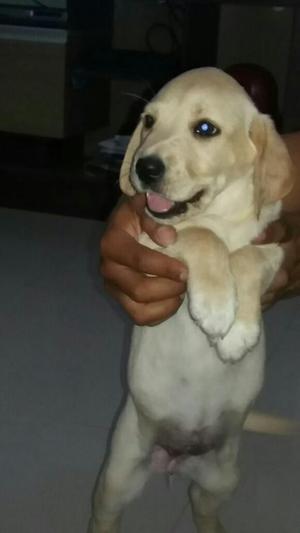 Cachorros Labradores de Mes Y Medio de Nacido con