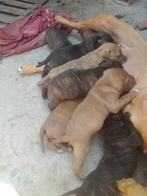 Cachorros Pitbull