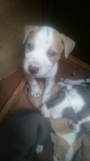 Cachorros Pitbull Blue Nose