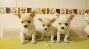Chihuahua Hermosos Cachorritos Toy Enani