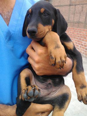 Dobermanns Cachorros