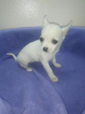 Hermosa Chihuahua Toy