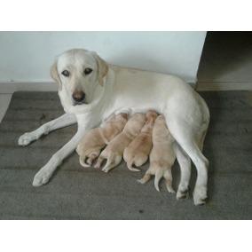 LABRADOR CACHORROS CACHORROS