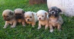 PEKINES AUTENTICOS CACHORRITOS