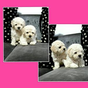 Poodle Blanquitoss