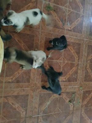 Regalo Hermosos Cachorros