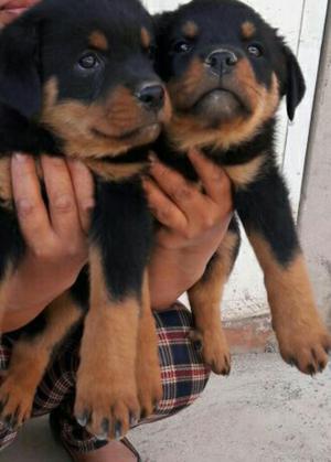 Rottweiller