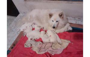 SAMOYEDO CACHORRITOS CACHORRITOS