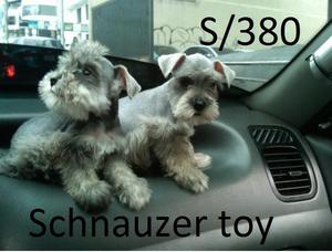 SCHNAUZER MINIATURA TOY SAL Y PIMIENTA ORIGINALES, IDEALES