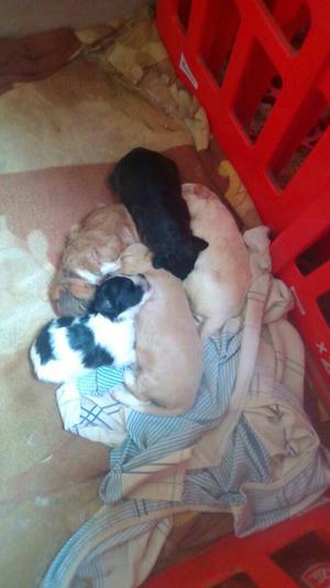 Se Vende Cachorros Chizu