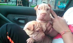 Sharpei Arrugaditos