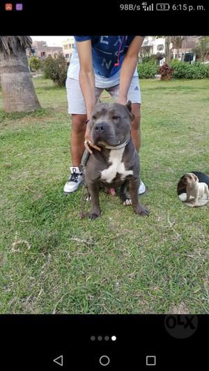 Vendo American Bully