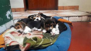 Vendo Beagles