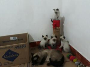 Vendo Gatitos Siames Originales