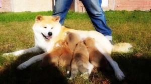 AKITA CACHORRITOS