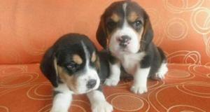 BEAGLE HERMOSOS CACHORROS