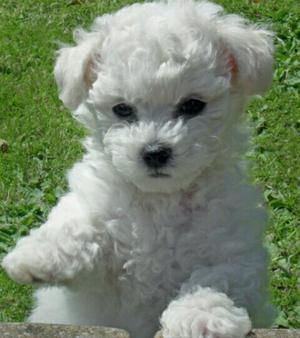 Bichon Frise