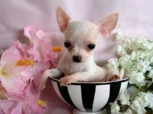 Busco Adoptar Chihuahuas