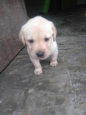 Cachorros Labrador