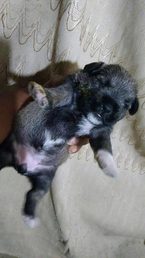 Cachorros Schnauzer