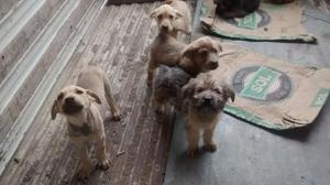 Cachorros de 3 Meses Doy en Adopción