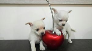 Chihuahua Hermosos Cachorritos Toy Blanc